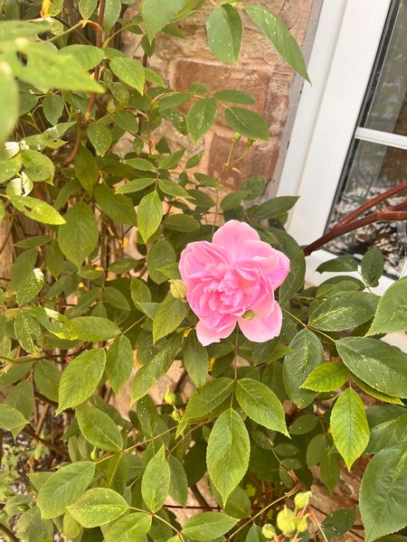 Holiday Cottage Caldbeck sleeps 4 on Wallace Lane Farm, North Lakes9