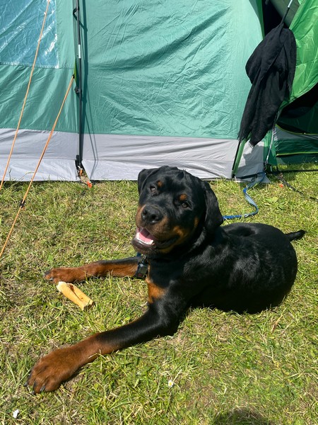 Pitches for your tent at Caldbeck, Cumbria, close to The Lake District15